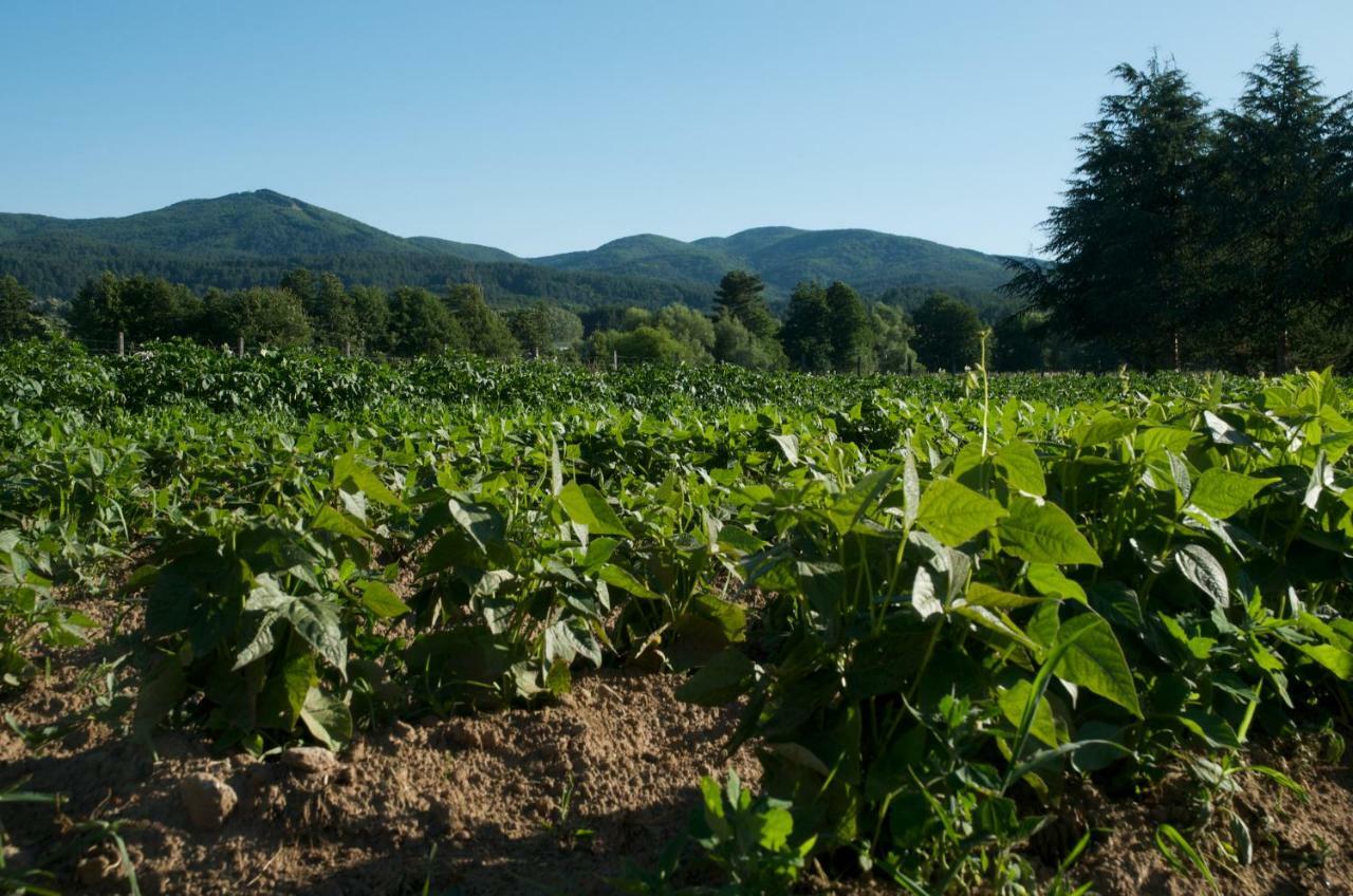 Agriturismo Fiorella Camigliatello Silano Dış mekan fotoğraf