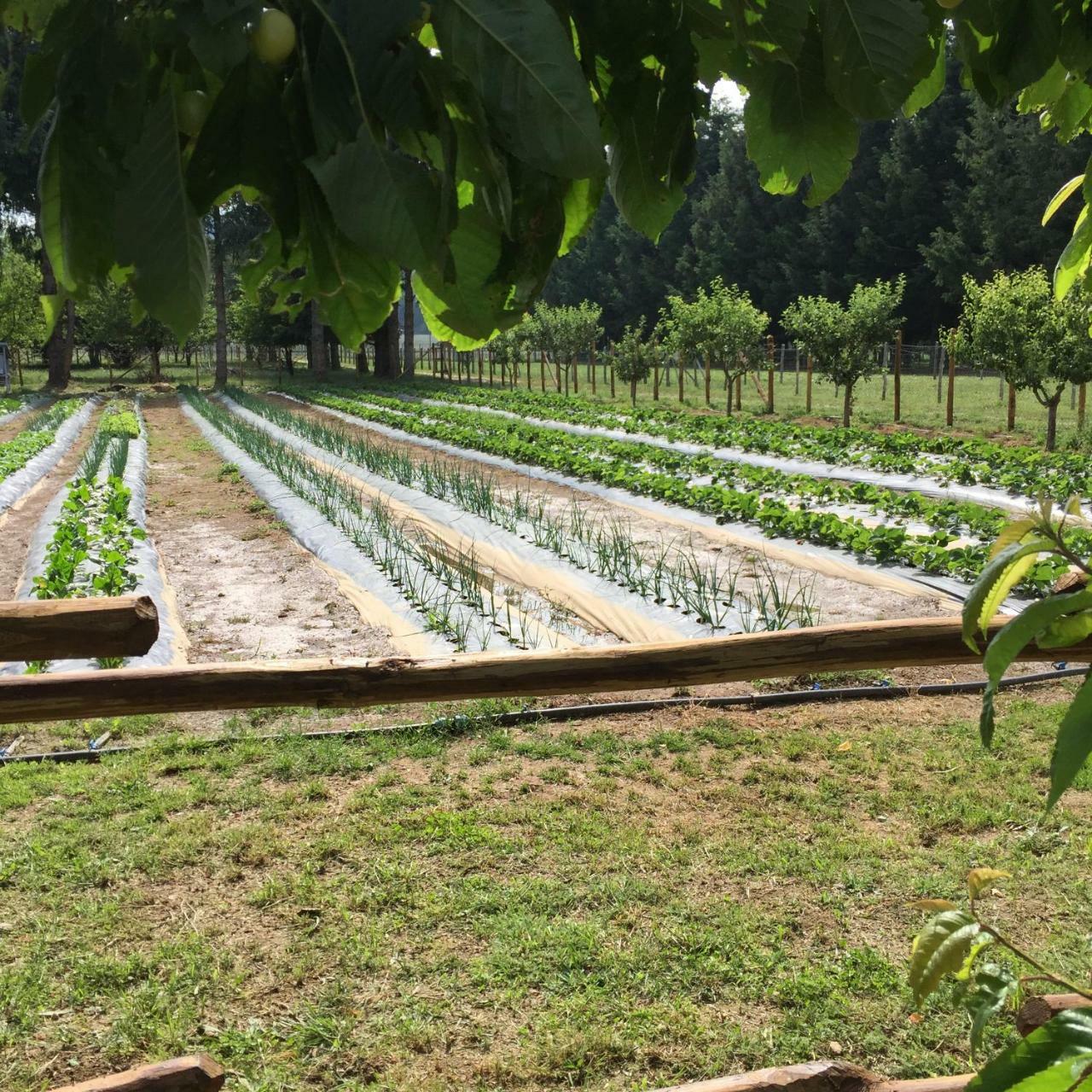 Agriturismo Fiorella Camigliatello Silano Dış mekan fotoğraf