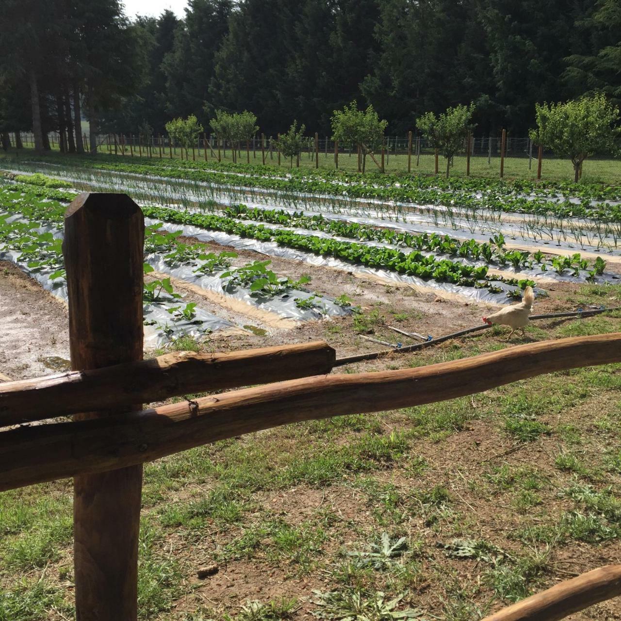 Agriturismo Fiorella Camigliatello Silano Dış mekan fotoğraf